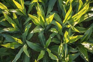 A field of green corn plants with sunlight shining on them photo
