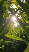 The sun shines through the leaves of a tall grass photo