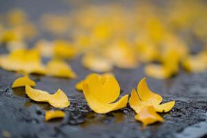 Yellow flowers on the ground photo