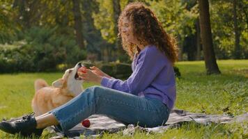 Caucasian woman girl owner happy laughing playing with funny little welsh corgi puppy dog trying to catch apple female handler training energetic lovely pet on grass lawn practicing command in park photo