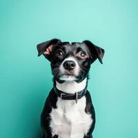 Black and White Dog with a Curious Expression photo