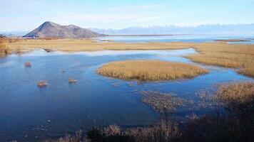 View of Skadar Lake with reeds on mountains background in winter, Montenegro. High quality 4k footage video
