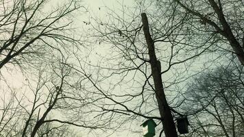 Bird Cage Nest on a Tree in Nature video
