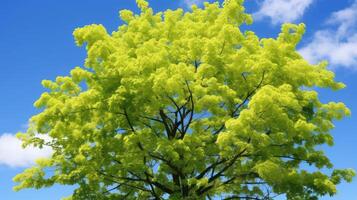 canopy ginkgo biloba tree photo