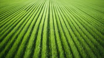 mowed green lines background photo