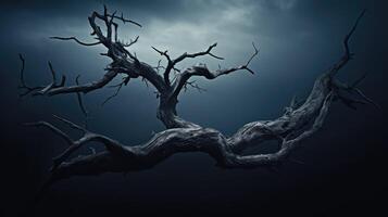 moody tree branch isolated photo