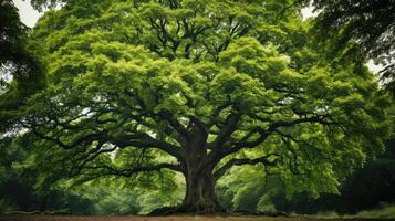 trunk growth tree photo