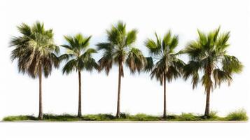lush palm tree transparent background photo