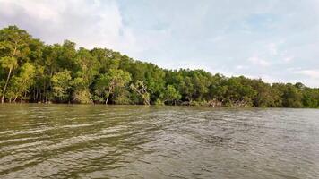 mangroves habitat and mangroves forest ecosytem on river cruise video