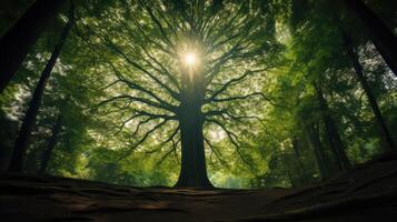 branches tree in circle photo