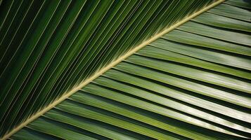 glossy palm tree texture photo