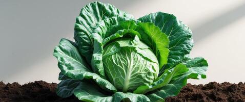Close up of fresh Savoy cabbage in soil crinkled leaves and base in clear view. photo