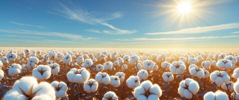 Scenic view of a cotton field with sun light. photo