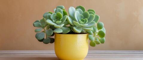 Succulent in bright yellow pot on wooden background showcasing a stylish indoor plant design with ample copy space for text insertion photo
