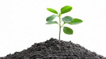 Young Plant Sprout Growing in Soil New Life Ecology Spring Growth Seedling photo