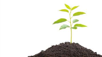 Young Plant Sprout Growing in Soil Isolated on White Background New Life Ecology Concept photo