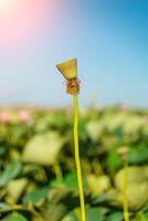 A pink lotus flower sways in the wind. Against the background of their green leaves. Lotus field on the lake in natural environment. photo