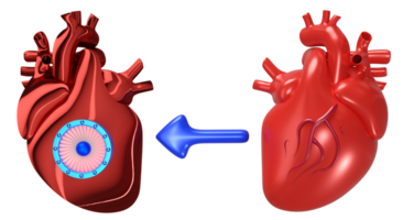 3d artificial heart with realistic human heart. Future innovation, heart transplantation concept, 3d illustration render png