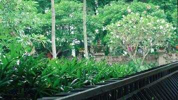 A lush green garden scene featuring dense foliage and flowering plants, with a blurred background of trees and a decorative fence in the foreground video