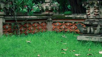 A serene garden scene featuring a decorative stone wall with intricate patterns, surrounded by lush green grass and scattered dry leaves. The atmosphere is calm and natural video