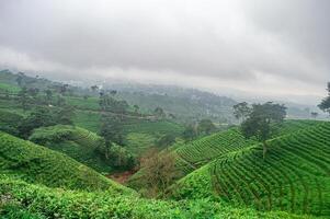 Lush green tea plantations in Indonesia, with terraced fields and misty hills in the background, showcasing the country rich agricultural landscape and natural beauty photo