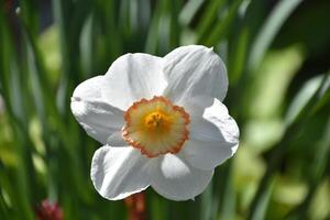 White and Peach Jonquil Flower Blooming and Flowering photo