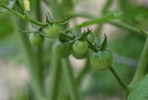 Cluster of Green Cherry Tomatos in a Garden photo