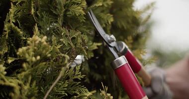 Gardener cutting twigs of tree with shears video