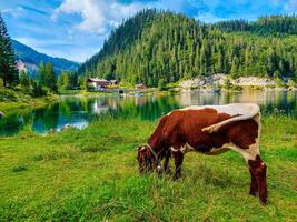 A cow feeds on natural grass in an open pasture photo
