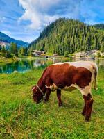 A cow feeds on natural grass in an open pasture in Austria photo