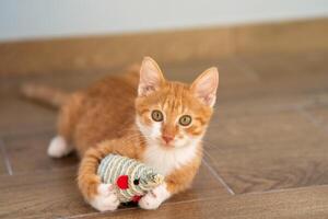 Ginger tabby kitten cat is playing with the toy mouse. Animal portrait. Pet. Pose lying down. Beautiful funny kitten photo