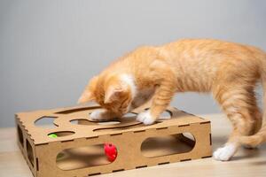 Beautiful funny playful domestic ginger kitten plays with a wooden toy photo