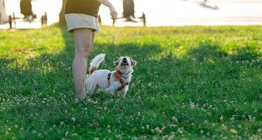 A woman gives commands to a dog in a park on the grass on a sunny summer day. Pets and animals concept photo