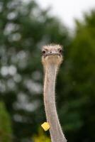 Funny ostrich in the zoo, close-up portrait photo