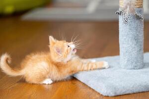 Domestic ginger little playful cute kitten plays with a scratching post. Fun for cats. Pets. Selective focus photo