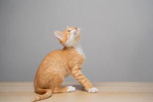 Ginger tabby little kitten on a grey background looks up. Animal portrait. Pet. Sitting posing. Beautiful funny kitten. Copy space. Selective focus photo