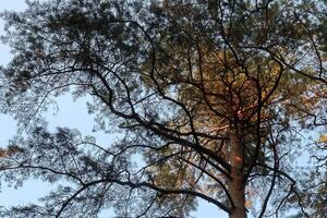 Pine tree top against blue sky in autumn season. photo