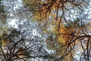 Top view of pine trees in autumn forest. Natural background. photo