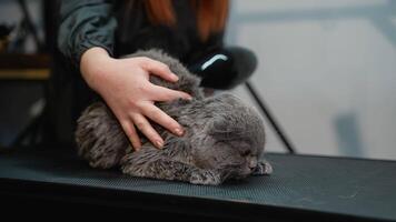 A professional groomer uses a blow dryer and brush to groom a gray cat on a table video