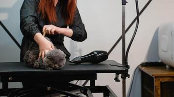 Groomer Drying and Brushing a Gray Cat After a Bath video