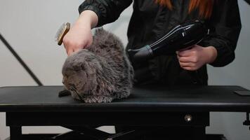 Groomer Drying and Brushing a Gray Cat on a Grooming Table video