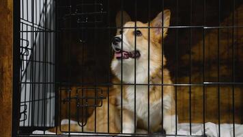 Dog Resting Comfortably in a Crate at the Veterinary Clinic video