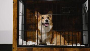 Happy Dog Relaxing in a Crate at a Grooming Salon video
