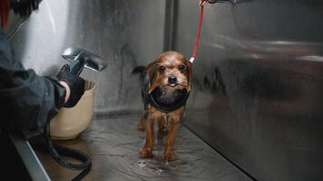 Groomer Gently Bathes a Small Dog During Grooming Session video