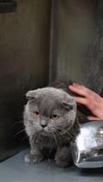 Groomer Bathing a Gray Cat with Gentle Care in a Grooming Salon video
