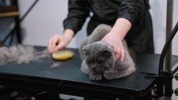 Groomer Caring for a Gray Cat in a Veterinary Clinic Setting video