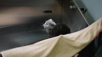 Groomer Drying a Gray Cat with a Towel After a Bath video