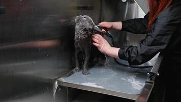 A veterinarian carefully washes a gray cat using soapy water during a bath session video