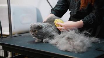 A groomer carefully brushes a gray cat, removing loose fur that forms a pile on the table video