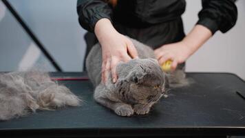 A professional groomer uses a brush to remove loose fur from a gray cat on a grooming table video